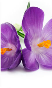 Сиреневые лютики част2 - триптих, цветы - оригинал