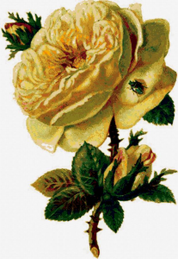 Роза - цветы - предпросмотр