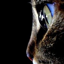 Схема вышивки «Киса»