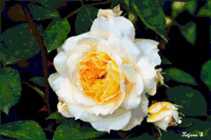 роза - цветы, розы, цветок, роза - предпросмотр