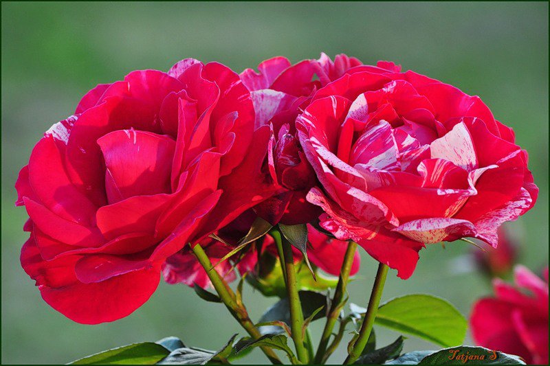 розы - цветы, розы, букет - оригинал