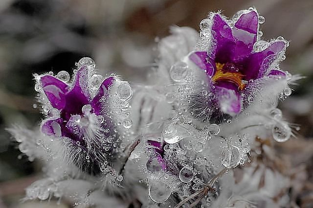 сон трава - цветы, весенние цветы, сон - оригинал