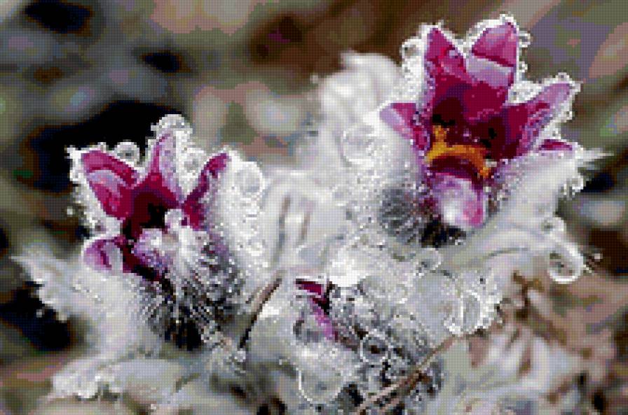 сон трава - весенние цветы, сон, цветы - предпросмотр