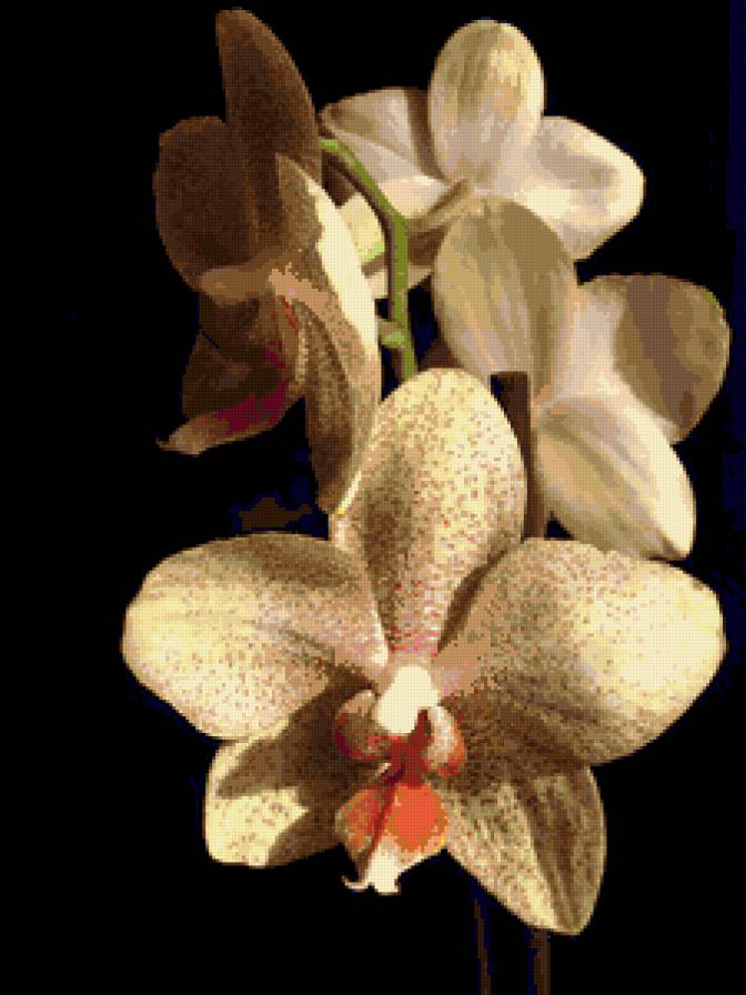 орхидея - орхидеи, на черном, цветы - предпросмотр