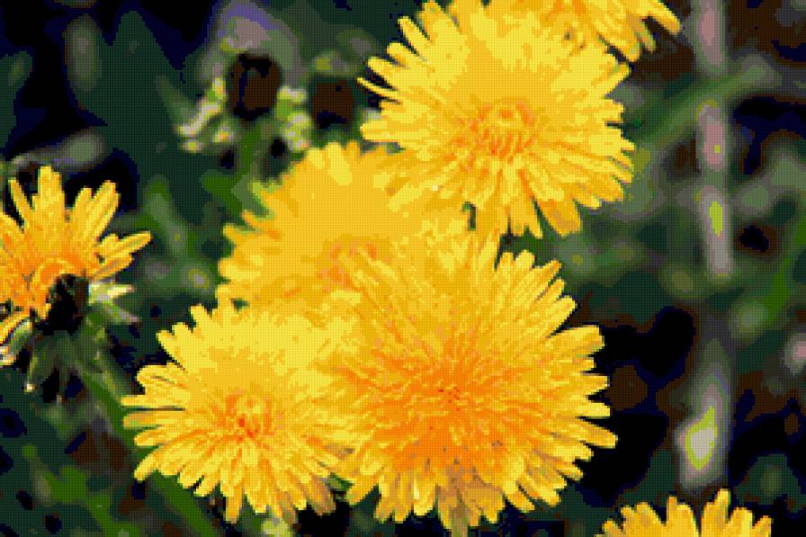 одуванчики - одуванчики, цветы - предпросмотр