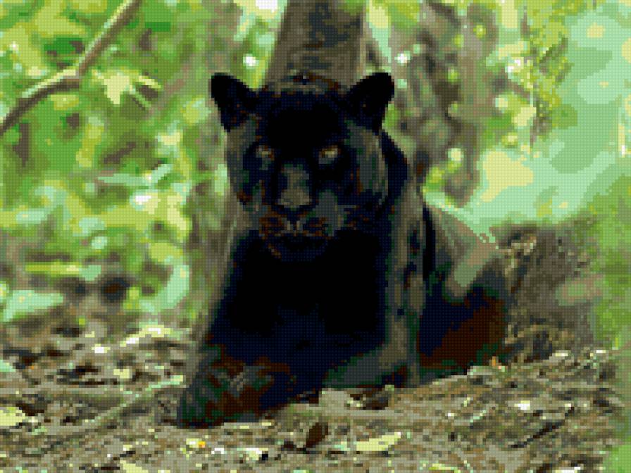 Пантера - пантера, дикая кошка, кошка - предпросмотр