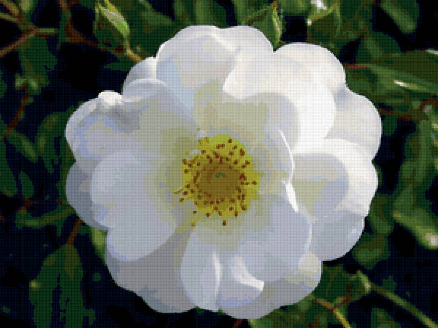 №320578 - цветы - предпросмотр