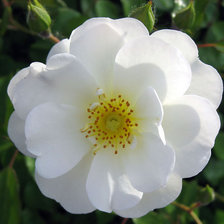 Схема вышивки «№320578»