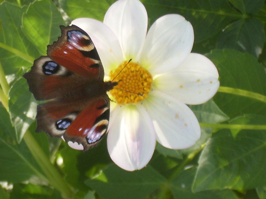 Бабочка на цветке - оригинал