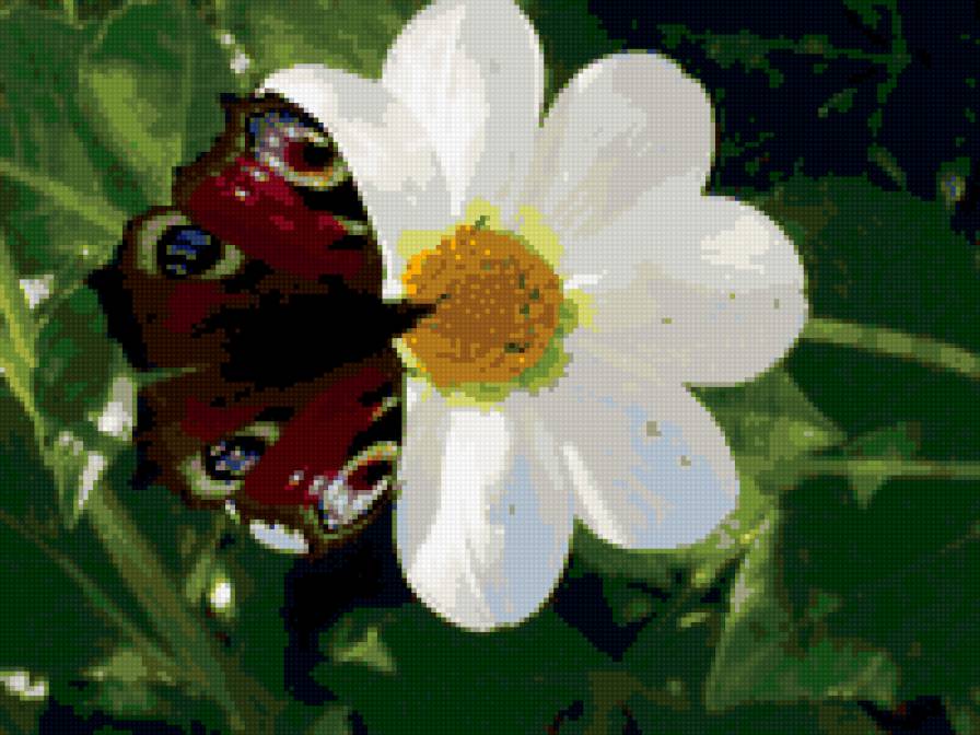 Бабочка на цветке - предпросмотр