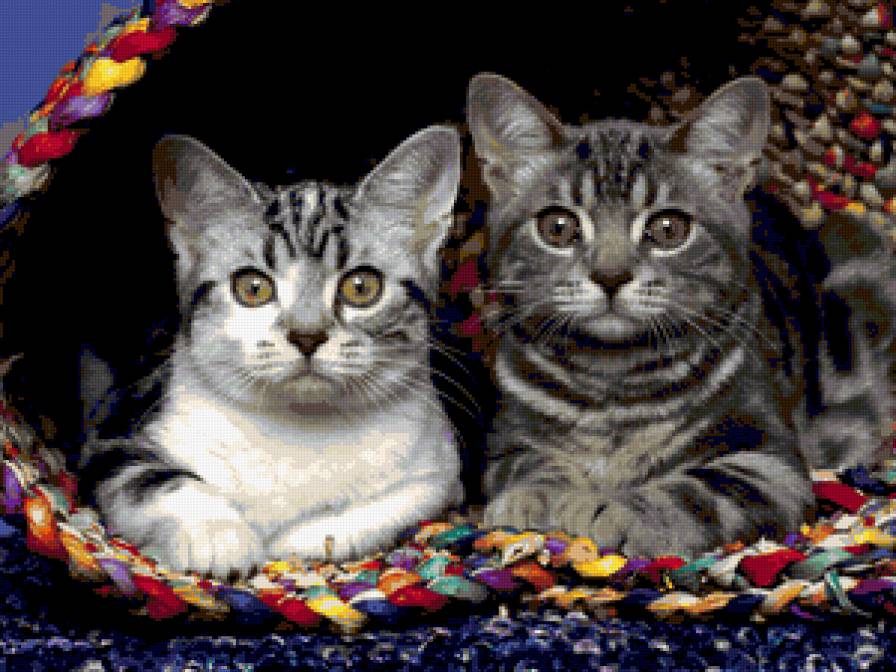 пара котиков - предпросмотр