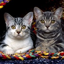Схема вышивки «пара котиков»