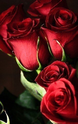 Прекрасные розы - розы, цветы, красота - оригинал