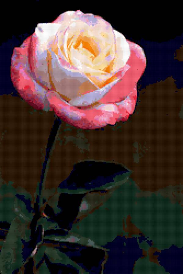 роза - цветы, цветок, роза, розы - предпросмотр