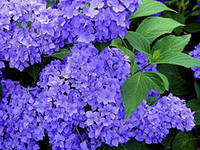 Схема вышивки «№320864»