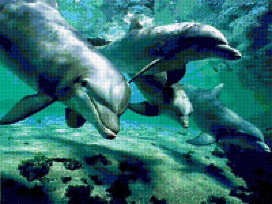 дельфины - дельфины - предпросмотр