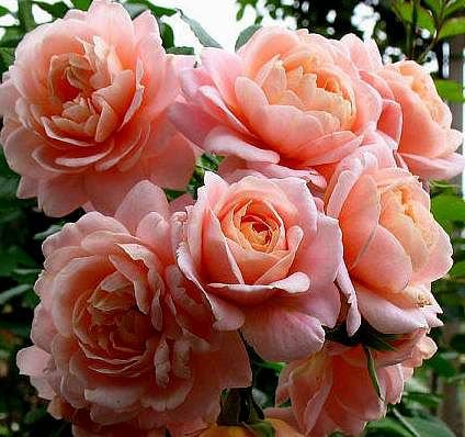 №321059 - оригинал