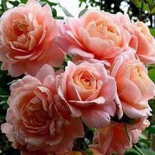 Схема вышивки «№321059»