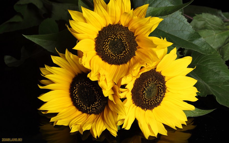 Подсолнухи - подсолнухи, цветы - оригинал