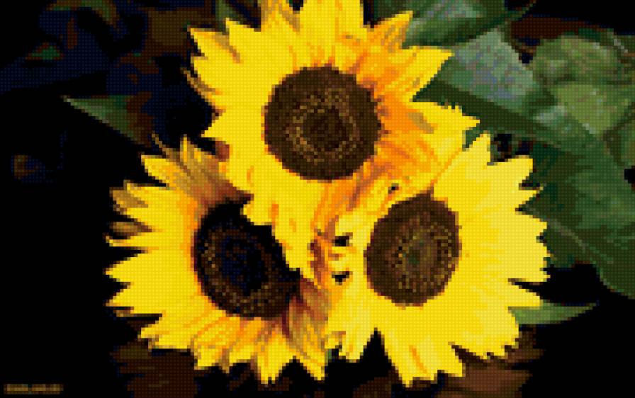 Подсолнухи - цветы, подсолнухи - предпросмотр