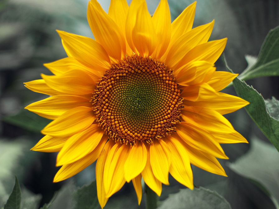 Подсолнух - цветок, подсолнух - оригинал