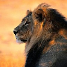 Схема вышивки «лев»