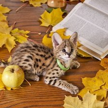 Схема вышивки «Сервал»