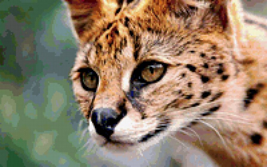 Домашний Сервал - домашний сервал - предпросмотр