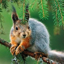 Схема вышивки «животные»