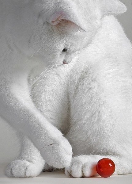 кошка - оригинал