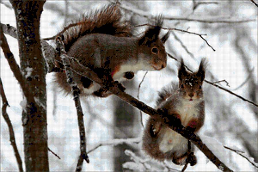 белки - природа - предпросмотр