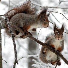 Схема вышивки «белки»