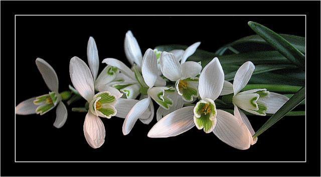 цветы - природа - оригинал