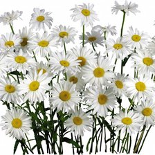 Схема вышивки «цветы»