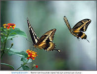 Схема вышивки «№321591»