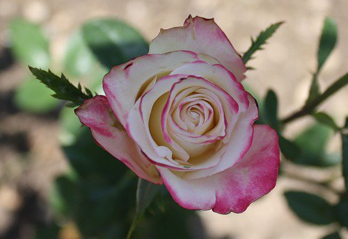 роза - цветок, розы, цветы, роза - оригинал