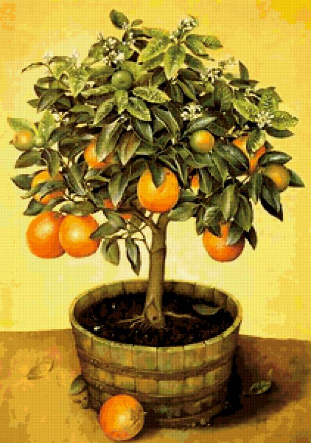 фруктовое дерево - дерево - предпросмотр