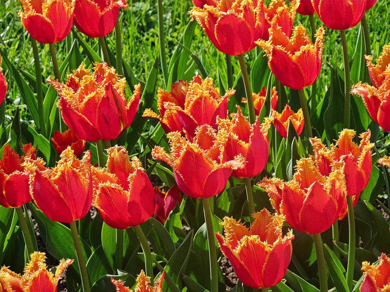 тюльпаны - цветы, пейзаж, тюльпанц, цветник - оригинал