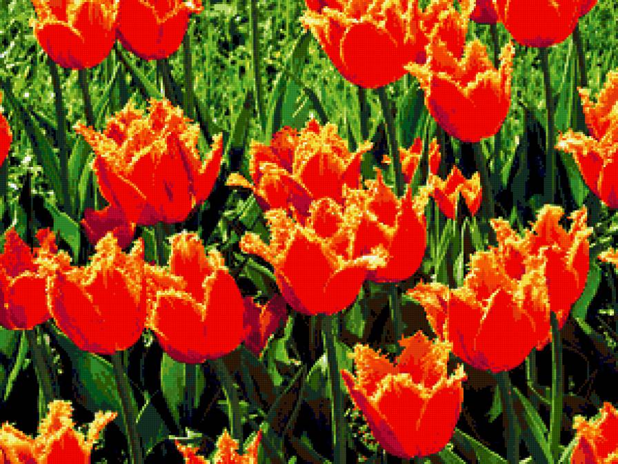 тюльпаны - тюльпанц, цветник, цветы, пейзаж - предпросмотр