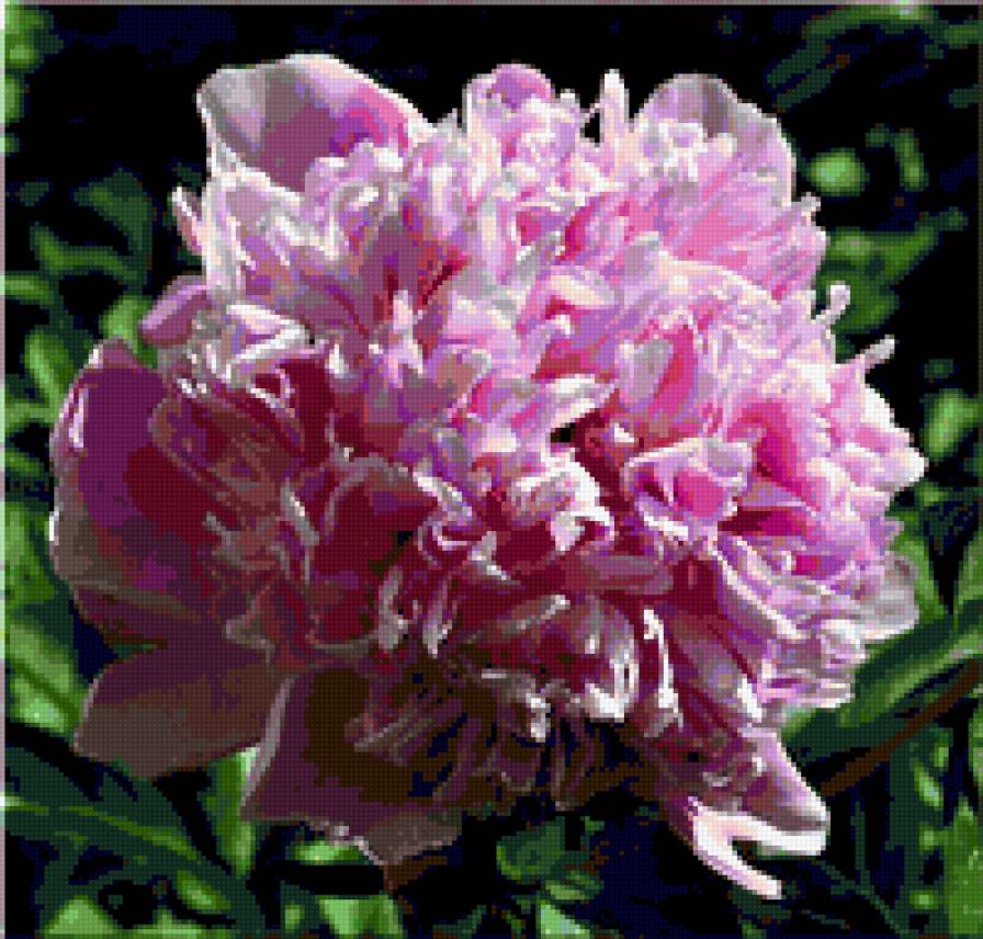 пион - пион, пионы, цветы, цветок - предпросмотр