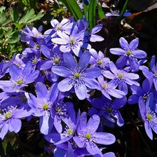 Схема вышивки «№321806»