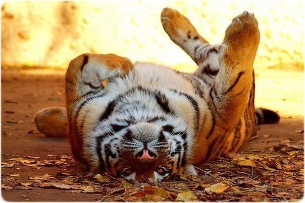 №321855 - животные - оригинал