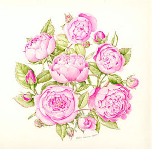 Нежные розы - розы, душистые розы, панно, роза, нежные розы, подушка - оригинал