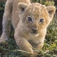 Схема вышивки «№321864»