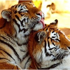 Схема вышивки «№321872»