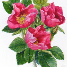 Оригинал схемы вышивки «Розы» (№321883)
