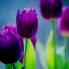 Схема вышивки «№321889»