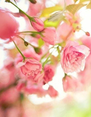 Розовые розы - розы, нежность, розовые - оригинал
