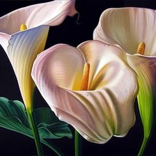 Схема вышивки «Каллы»