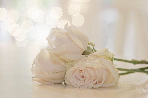 роза - оригинал